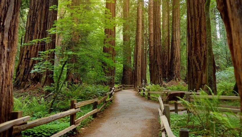 redwood state park hiking path